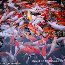 锦鲤观赏鱼红白大正昭和大量批发