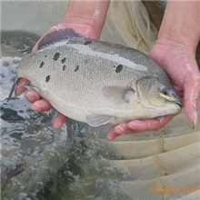 供应优良宝石鲈/宝石斑鱼苗电话：13622200022