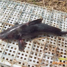 供应优质江团鱼苗电话：13622200022