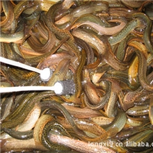 供应优质台湾泥鳅苗电话：13622200022