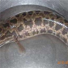 供应优质黑鱼苗电话：13622200022