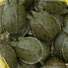 供应优良水鱼苗电话：13622200022