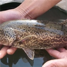 供应虎、石斑桂鱼苗电话：13622200022