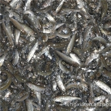 供应优质白金鲫、湘云鲫、巨鲫鱼苗13622200022