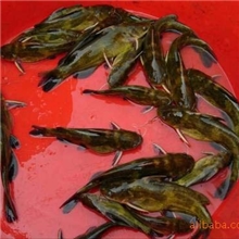 供应优良黄骨鱼苗电话：13622200022