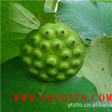 鱼台县志龙莲藕种植场长期供应优质莲子