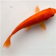专业养殖供应金鱼鱼苗金鱼苗各种金鱼观赏鱼