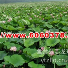 长期供应莲花种子磨盘莲磨盘莲种子