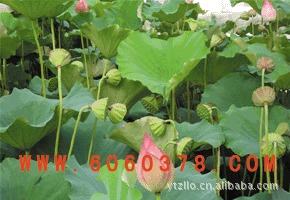 本公司供应生产各种品种藕种苗各种优质藕种苗