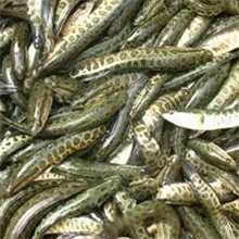 供应黑鱼苗（生鱼）,杂交生鱼苗