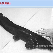 大量供应快大革胡子鲶鱼苗及成品鱼