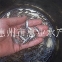 大量供应鲈鱼苗加州鲈鱼苗鱼苗