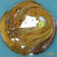 大量供应土塘鲺(本地塘角鱼)