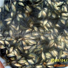 大量供应罗非鱼苗