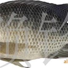 大量供应高雄性罗非鱼苗