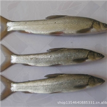 高档淡水鱼新品种。银鳕。池塘网箱养殖效益丰厚。致富好品种