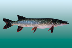 特种冷水鱼苗长期供应淡水鱼