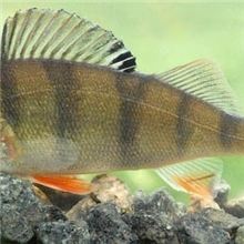 河鲈新疆特产，又命五道黑。狗鱼，白斑狗鱼，，梭鲈，