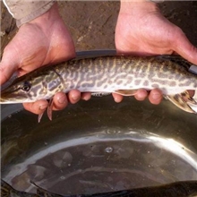 白班狗鱼；特种鱼苗
