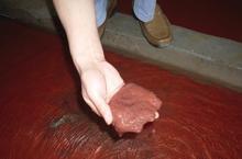 供应水蚯蚓又名红丝虫、赤线虫观赏鱼饲料鱼饲料