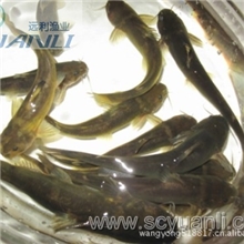 供应黄辣丁嘎牙子、黄鳍鱼、黄刺骨