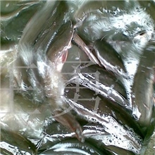 批发供应革胡子鲢塘鲺塘角鱼