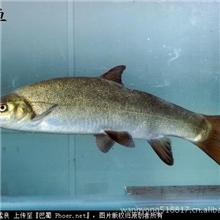 供应雅鱼四川水产重口、重口细鳞鱼、重唇细鳞鱼、细甲鱼