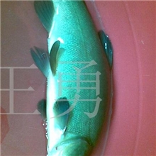 批发供应欧洲丁桂四川水产细甲鱼冷水鱼