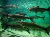 批发供应翘壳翘嘴红鲌