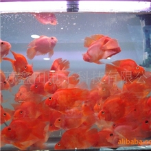 供应厂家T5HO水族专用灯管水草养殖灯管水草灯珊瑚蓝光灯