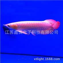 供应最新款优质正品T5HO水族箱鱼缸用水族灯管亚克力鱼缸水族灯
