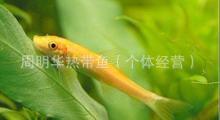 供应热带鱼、观赏鱼、金苔鼠