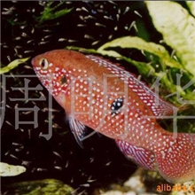供应观赏鱼（红宝石鱼）