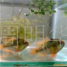 供应热带鱼、观赏鱼、荷兰凤凰