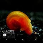 苹果螺(AppleSnail)