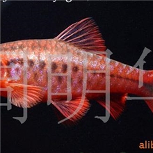 供应热带鱼、观赏鱼（红玫瑰）