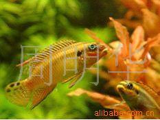 供应热带观赏鱼（红肚凤凰）
