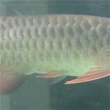 供应宝石龙鱼彤艳金龙最大龙鱼供应商全程指导养殖