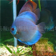 供应七彩神仙鱼