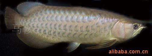 供应龙鱼青龙龙鱼观赏鱼批发