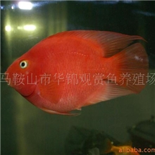 供应血鹦鹉观赏鱼