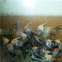 供应大神仙种鱼