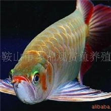 春天供应大量现货观赏鱼银龙鱼地图鱼神仙鱼金龙鱼红龙锦鲤