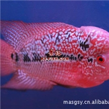 本鱼场大量低价批发供应花罗汉鱼苗亚成鱼中成鱼和银龙鱼批发