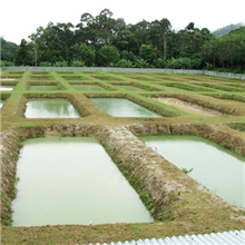 龙鱼<马来西亚优质金龙鱼直接发售>武吉美啦过背金龙鱼全国大量