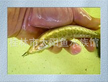 金龙鱼、馬來西亞金頭過背金龍魚，過背金龍魚中國直接批發
