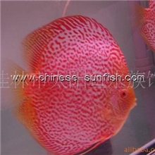 香港李华胜先生十年巨作&mdash;&mdash;李氏白化豹点蛇