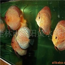 马来西亚AAA级蜘蛛侠限量供应