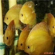 马来西亚顶级蜘蛛侠原色6厘米