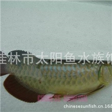 龙鱼<马来西亚优质金龙鱼直接发售>武吉美啦高背金龙鱼全国大量